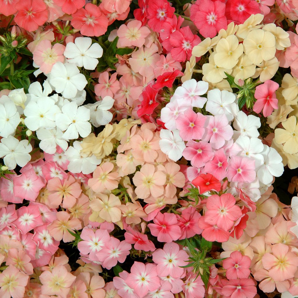 Sommer-Phlox Beauty Coral Reef (Samen) - Phlox drummondii