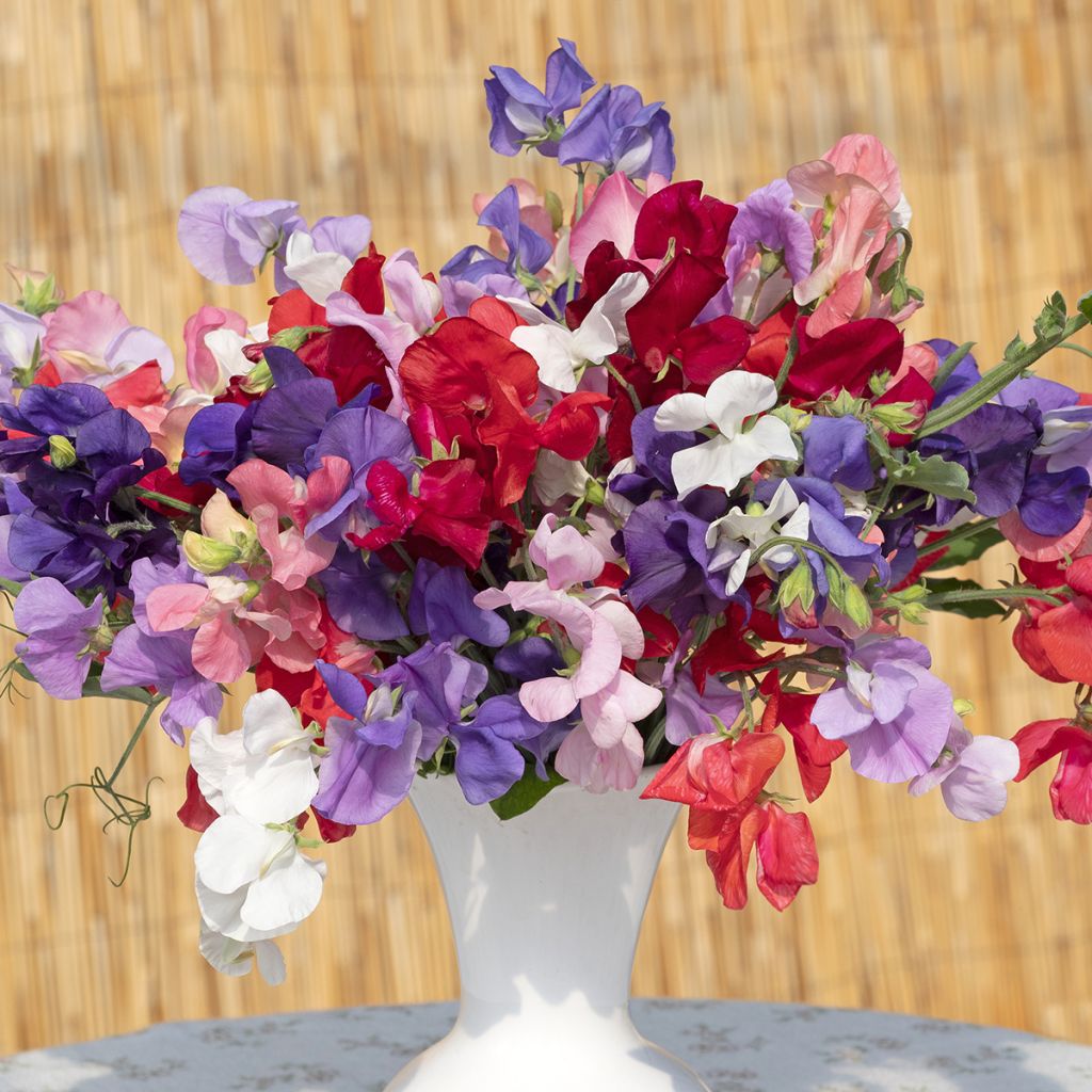 Duftwicke King Size Formula Mixture (Samen) - Lathyrus odoratus