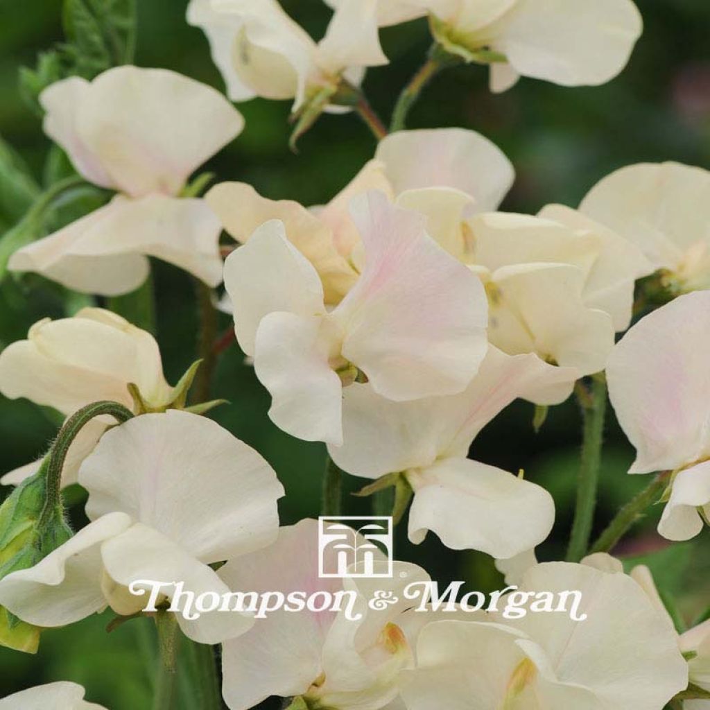 Duftwicke Cream Southborne (Samen) - Lathyrus odoratus