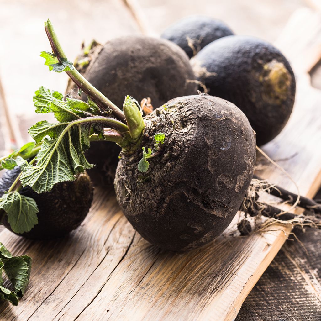 Rettich noir gros rond d'hiver BIO