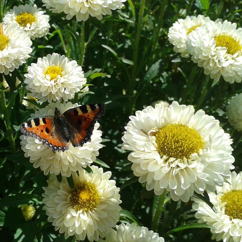 Sommeraster Matsumoto Field grown Mix (BIO Samen) - Callistephus chinensis