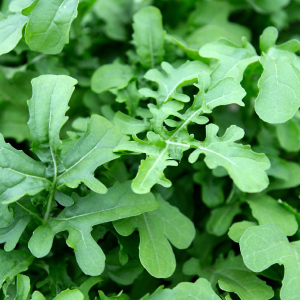 Salat-Rauke Esmée BIO - Eruca sativa