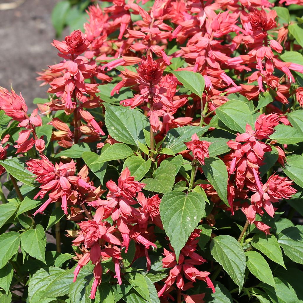 Feuer-Salbei Estella Coral (Samen) - Salvia splendens