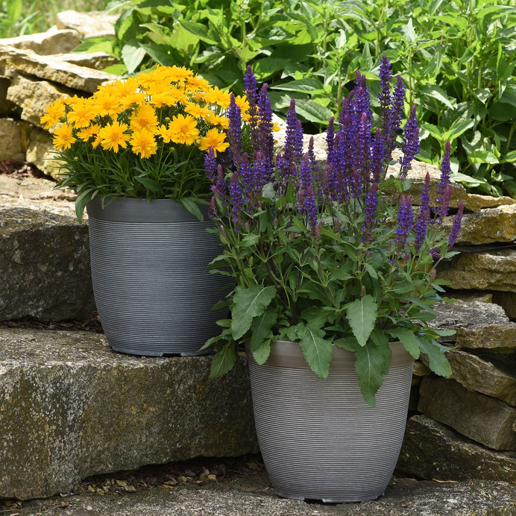 Salvia nemorosa Salvatore Blue (Samen) - Steppen-Salbei,