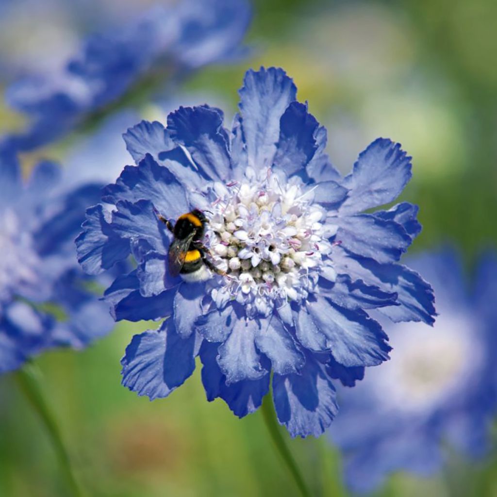 Große Skabiose Fama deep Blue (Samen) - Scabiosa caucasica