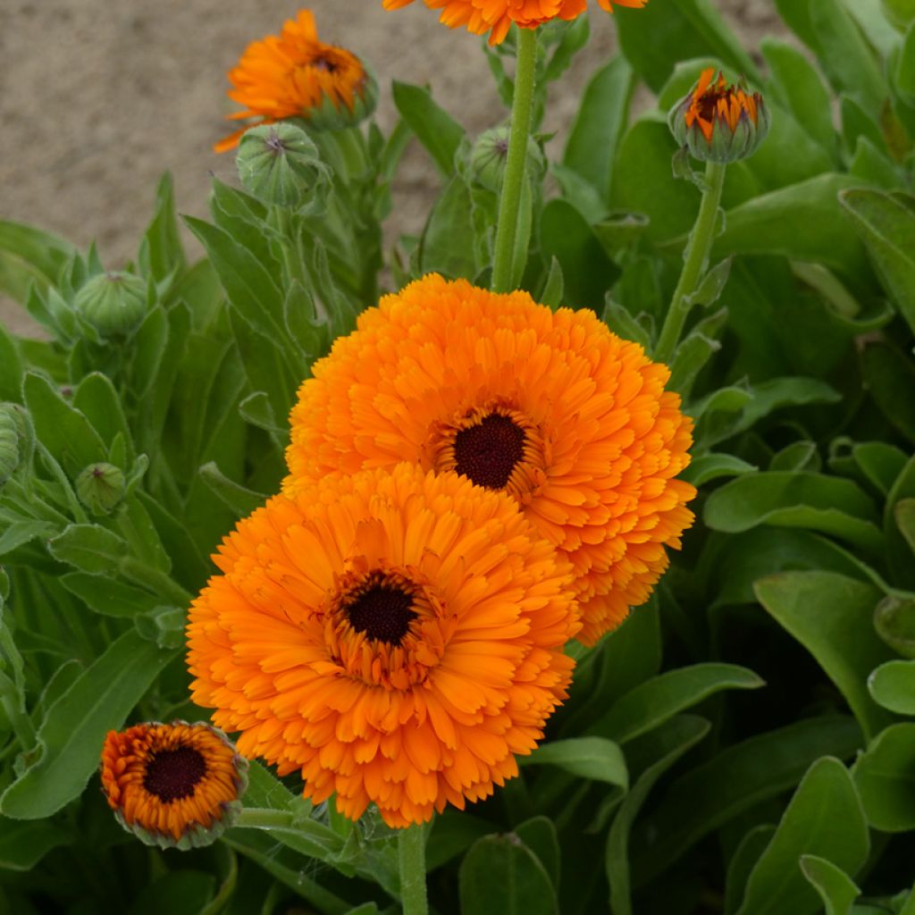 Ringelblume Corniche d'Or BIO (Samen) - Calendula officinalis