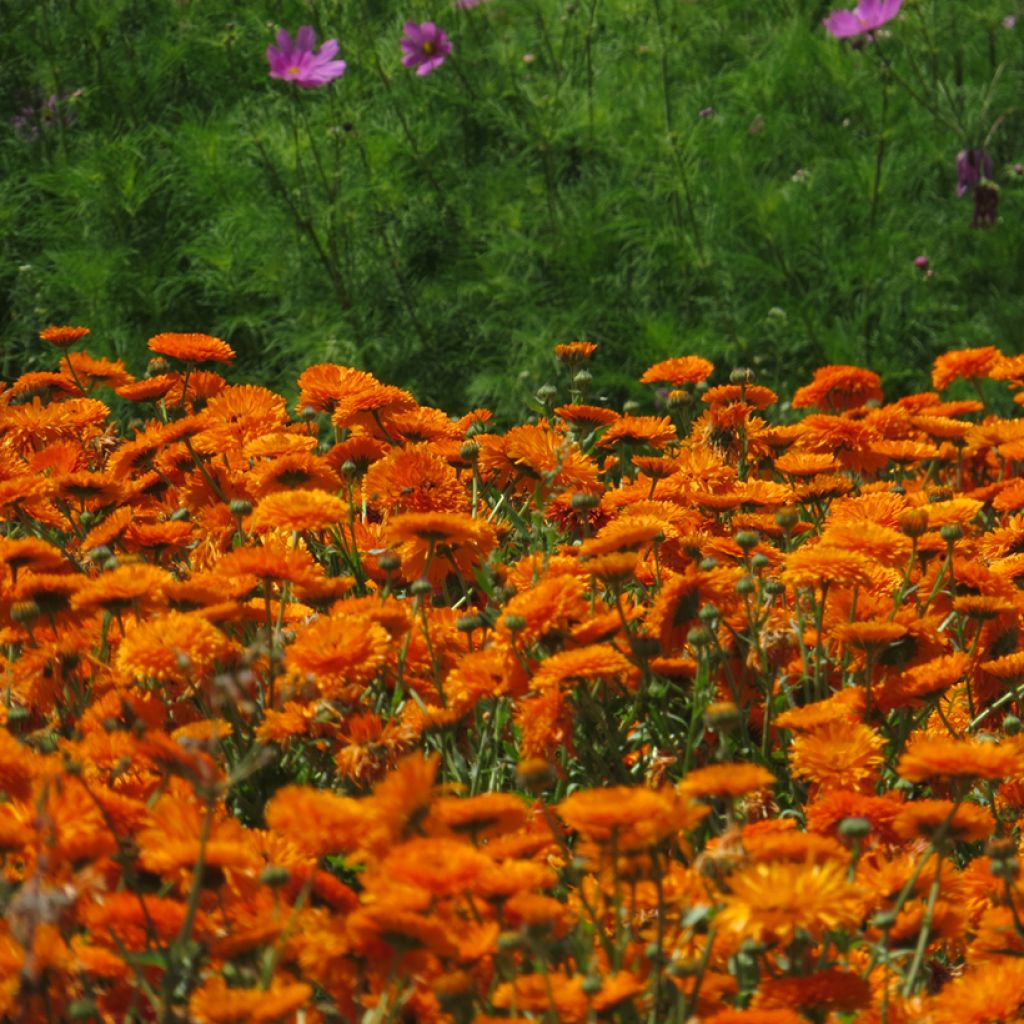Ringelblume Corniche d'Or BIO (Samen) - Calendula officinalis