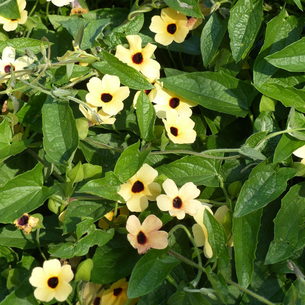 Schwarzäugige Susanne Peach Eye (Samen) - Thunbergia alata