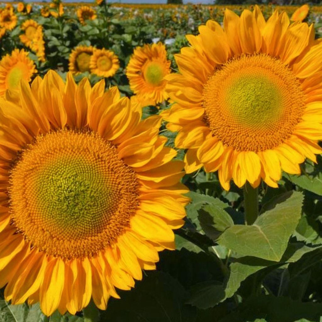 Sonnenblume Pro-Cut F1 Gold Lite DMR (Samen) - Helianthus annuus
