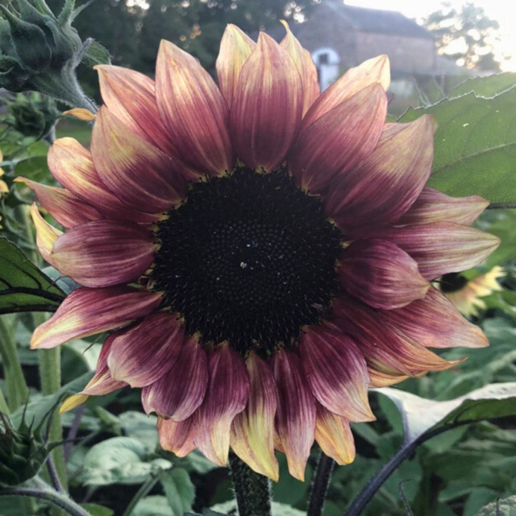Sonnenblume Pro-Cut F1 Plum (Samen) - Helianthus annuus