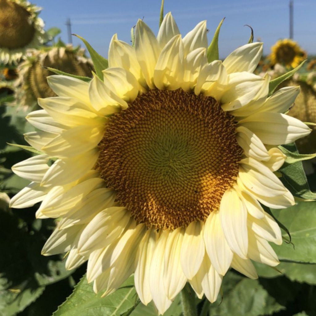 Sonnenblume Pro-Cut F1 White Lite (Samen) - Helianthus annuus
