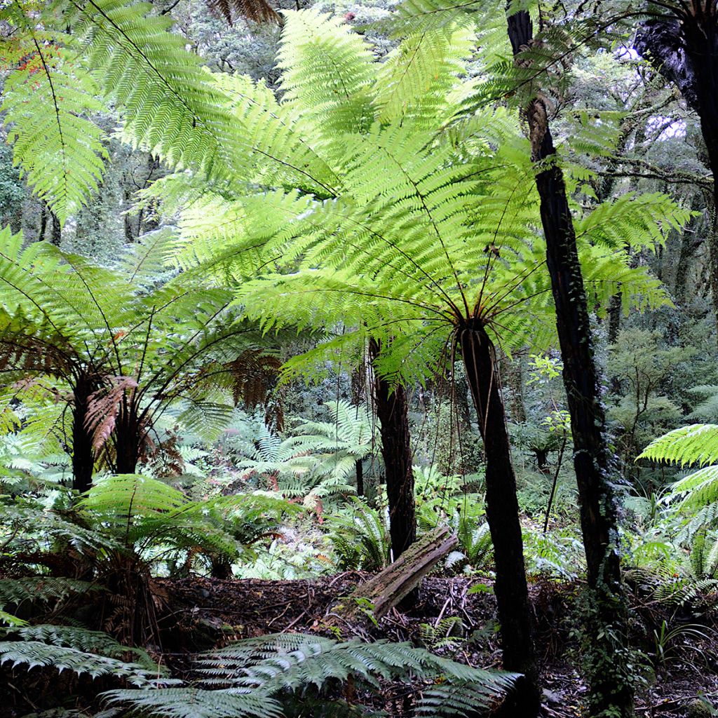 Tree Fern House & Garden Mixed (Samen) - Baumfarn-Mischung