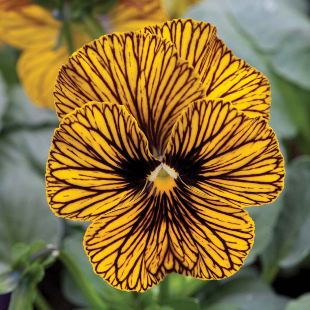 Horn-Veilchen Tiger Eye Yellow (Samen)