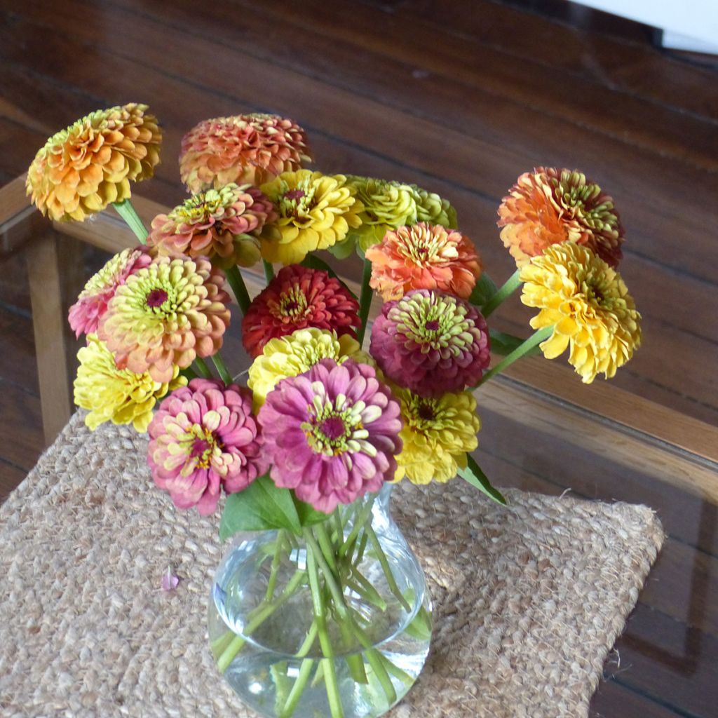 Garten-Zinnie Queen Lime Bicolors Mix (Samen)
