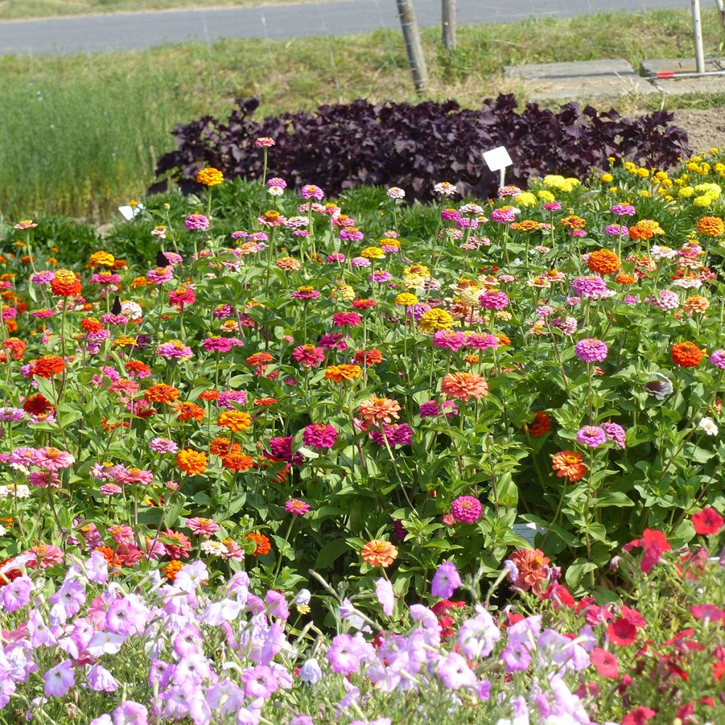 Garten-Zinnie Pépito Extra Mix (Samen)