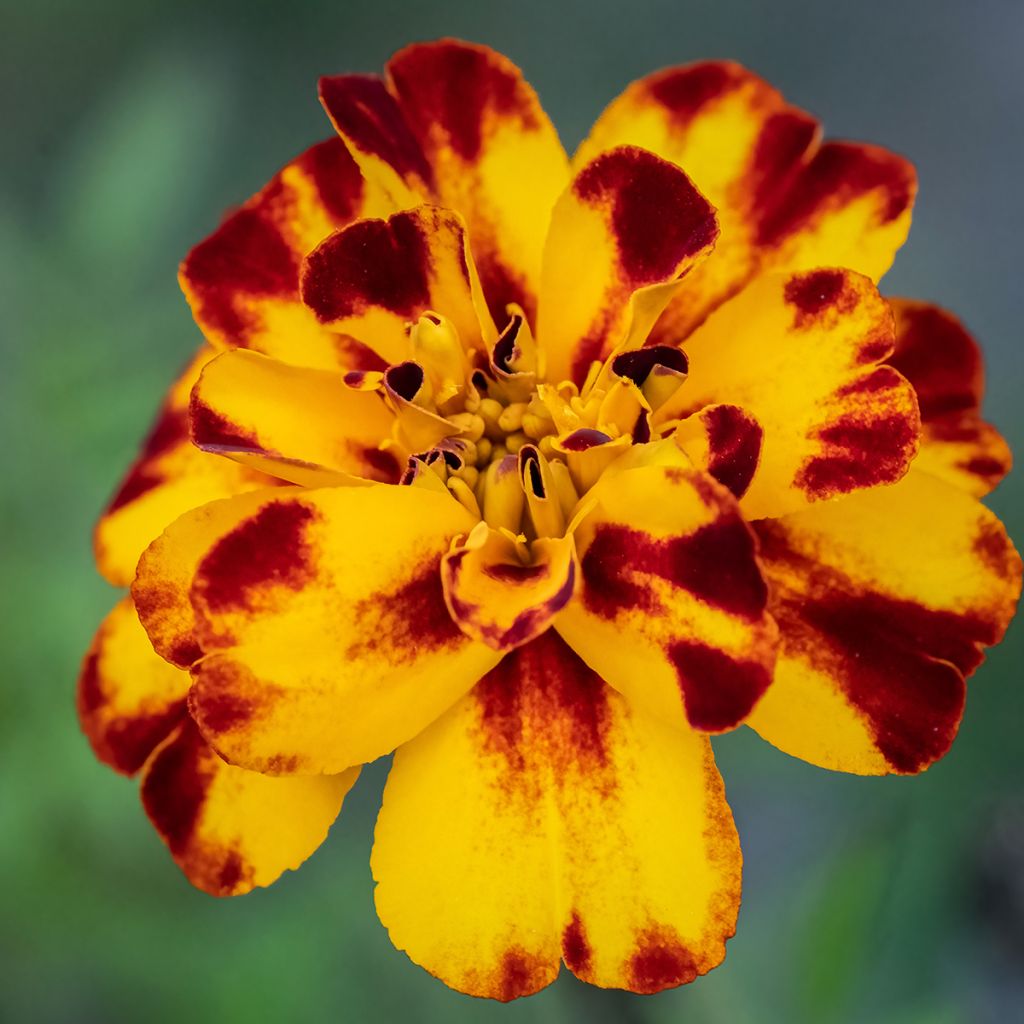 Studentenblume Alumia Crème Brulee