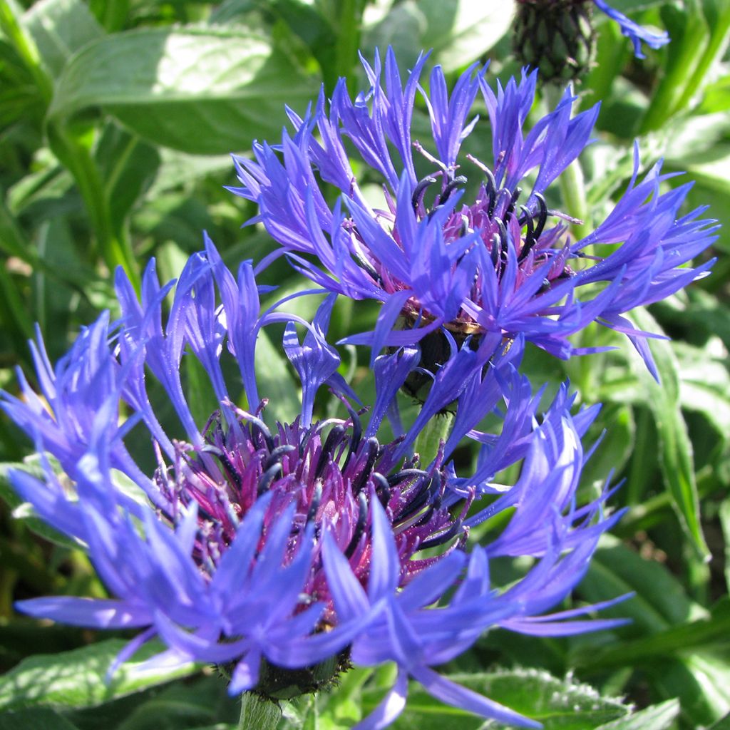 Berg-Flockenblume (Samen) - Centaurea montana
