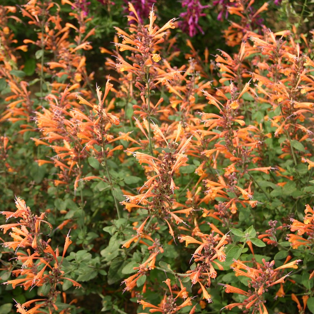 Agastache aurantiaca Apricot Sprite (Samen) - Duftnessel