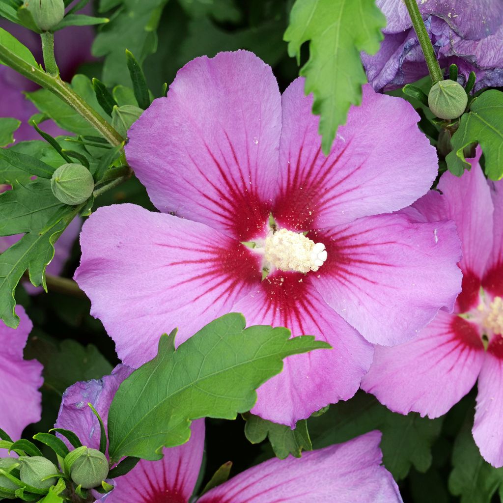 Garten-Hibiscus (Samen) - Hibiscus syriacus