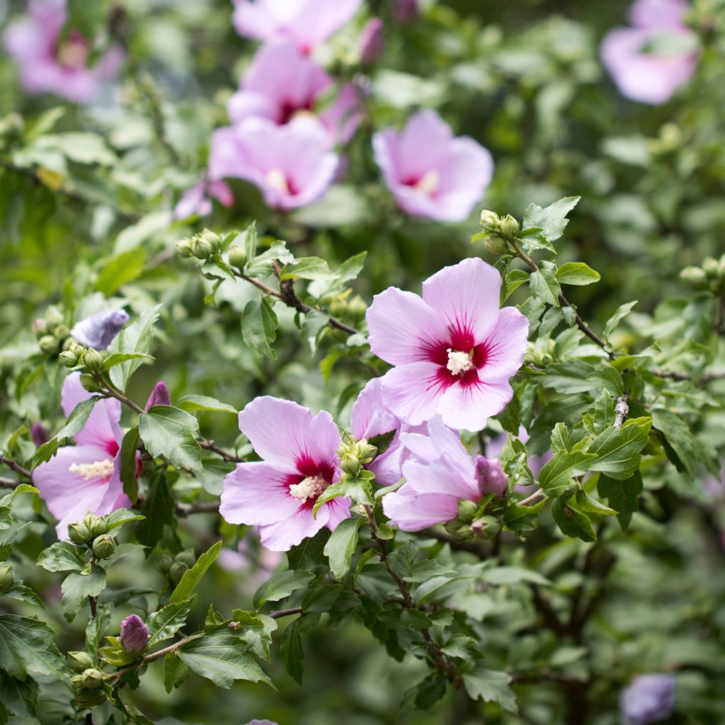 Garten-Hibiscus (Samen) - Hibiscus syriacus