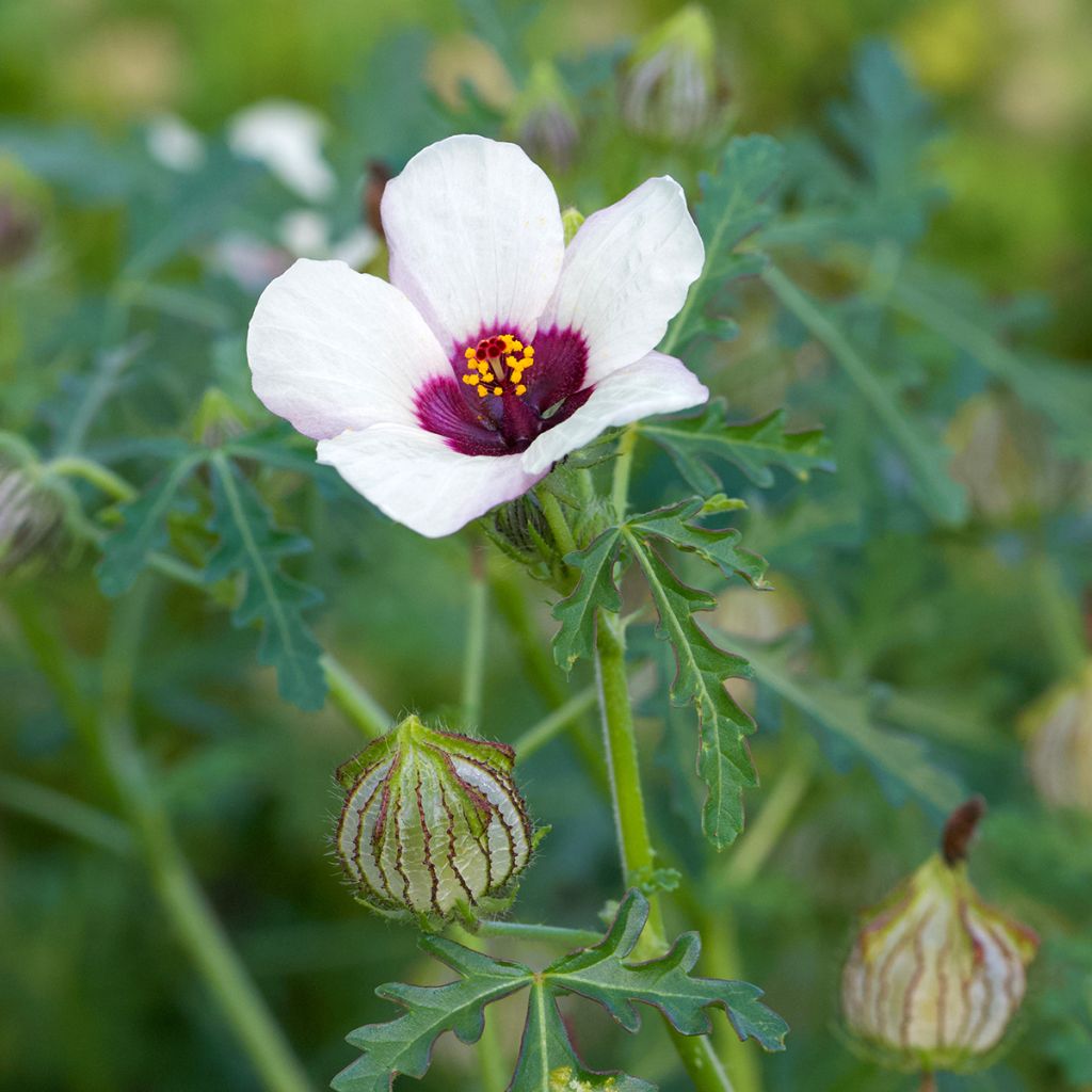 Hibiscus trionum (Samen) - Stundenblume
