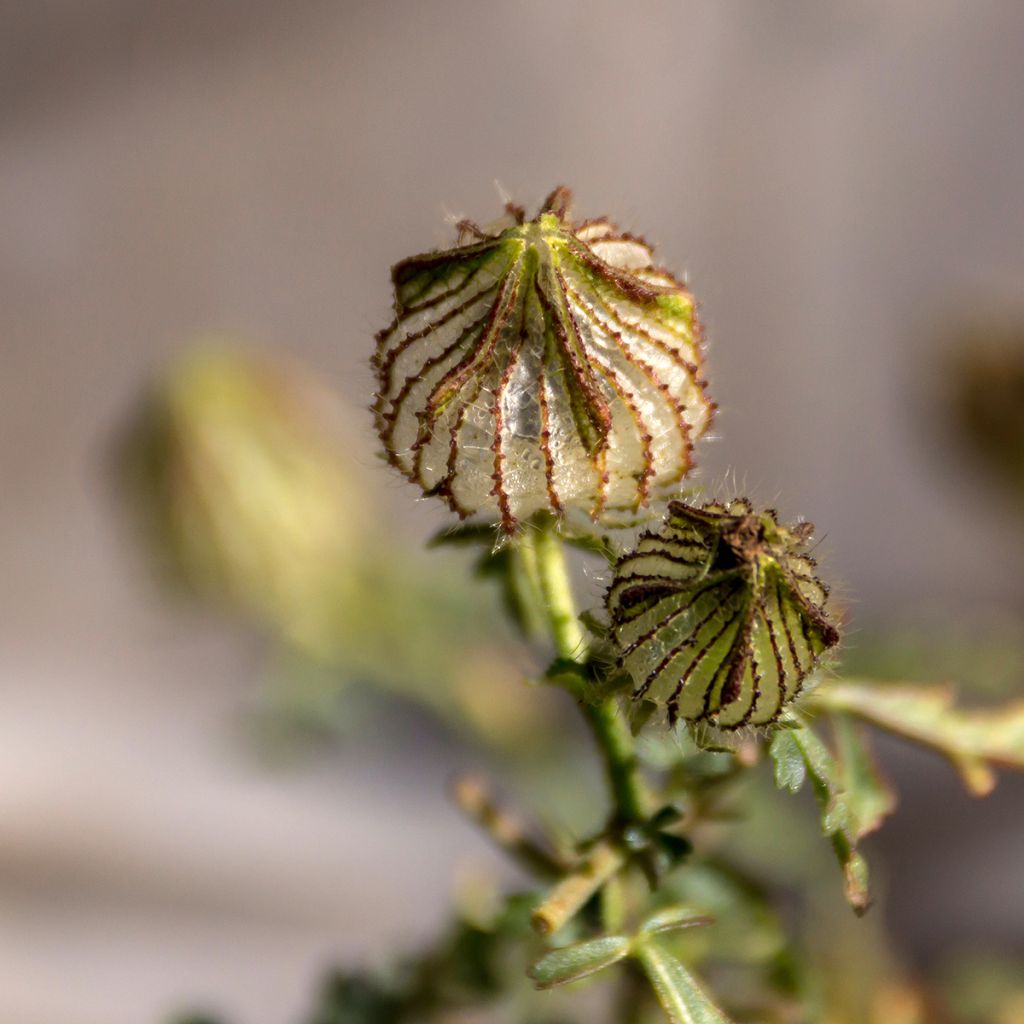 Hibiscus trionum (Samen) - Stundenblume