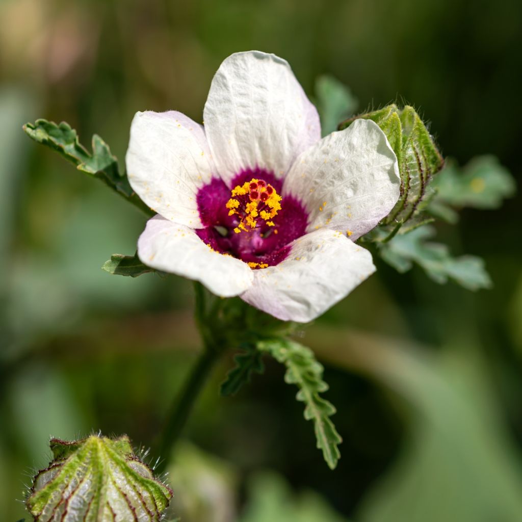 Hibiscus trionum (Samen) - Stundenblume