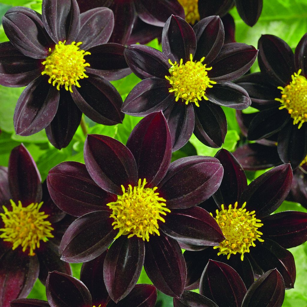 Dahliensamen Black Beauty (Samen)