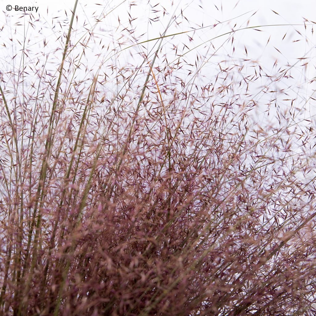 Muhlenbergia reverchonii Rosy (Samen) - Rosa Haargras