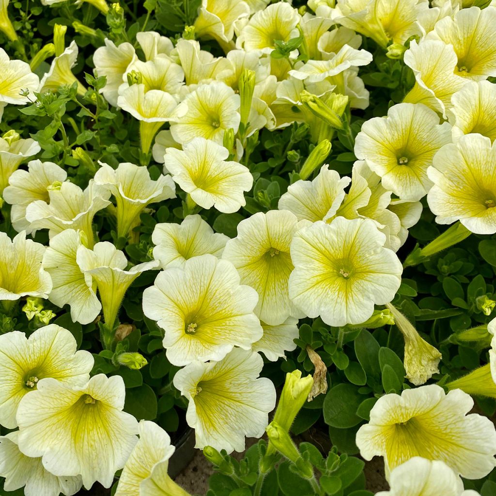 Petunia Limoncello (Samen)