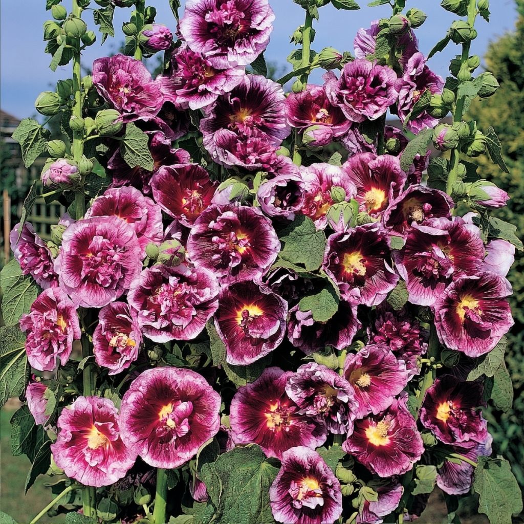 Alcea rosea Crème de cassis (Samen) - Gewöhnliche Stockrose