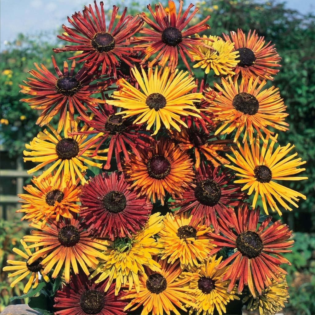 Rauher Sonnenhut Chim Chiminee (Samen) - Rudbeckia