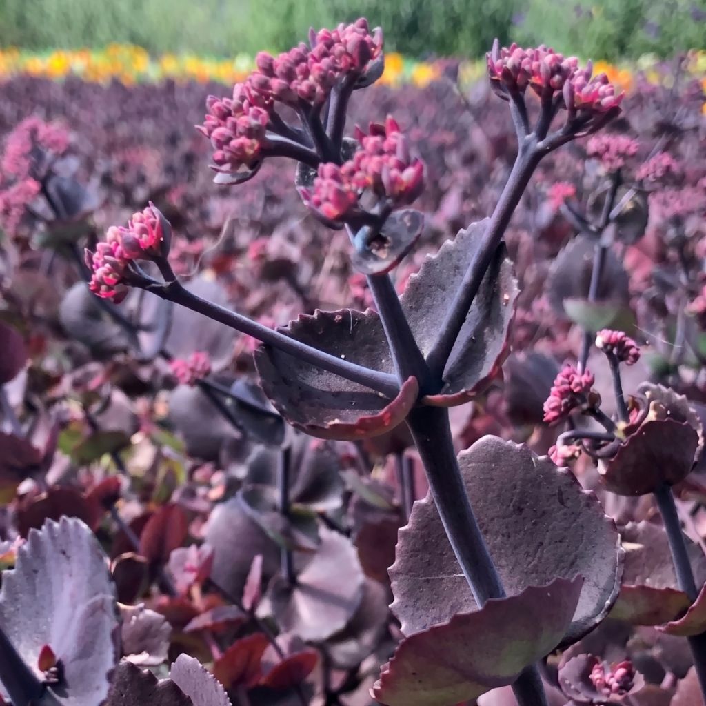Fetthenne Turkish Delight (Samen) - Sedum ussuriense