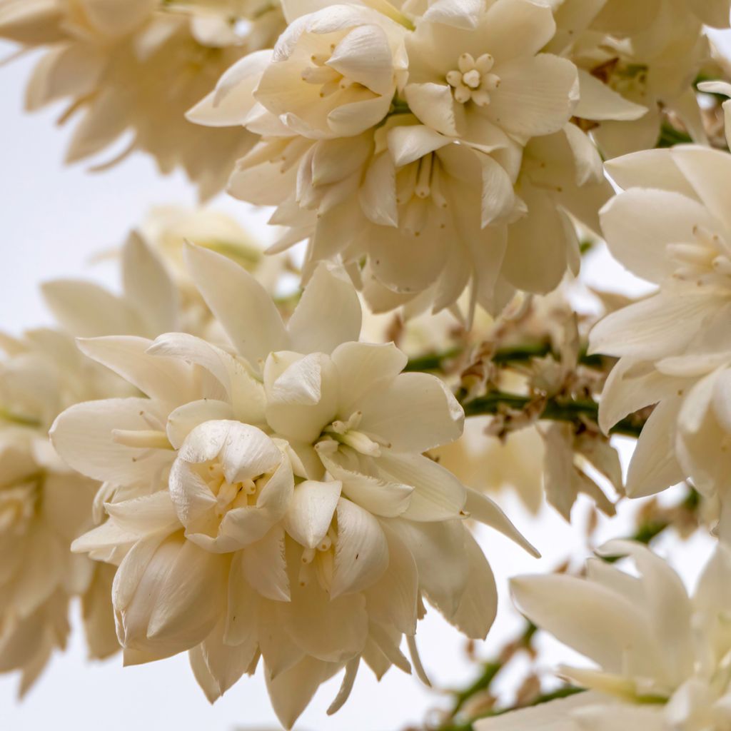 Yucca rostrata (Samen) - Schnabel-Palmlilie