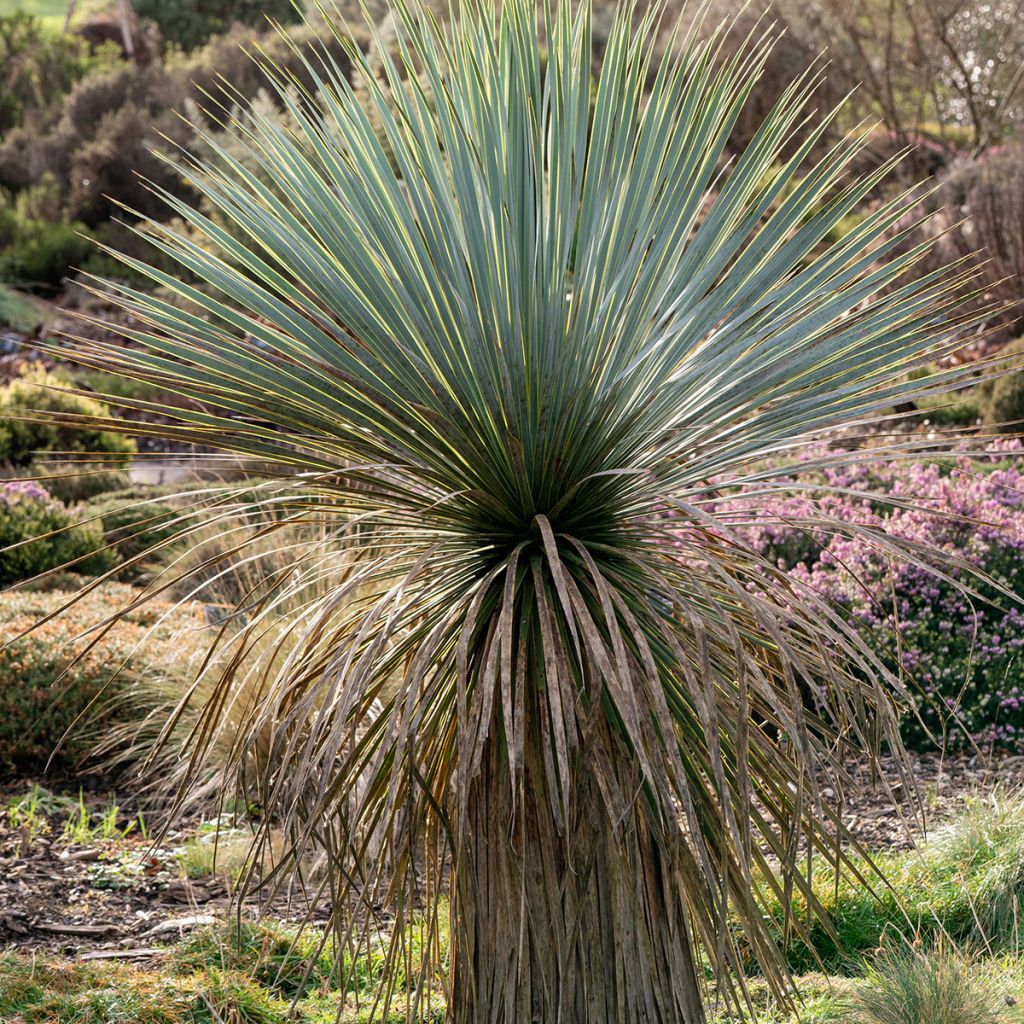 Yucca rostrata (Samen) - Schnabel-Palmlilie