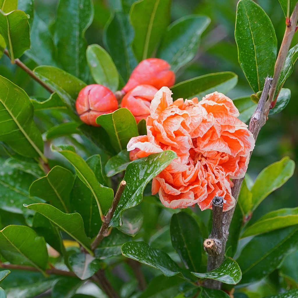 Punica granatum California Sunset - Granatapfelbaum