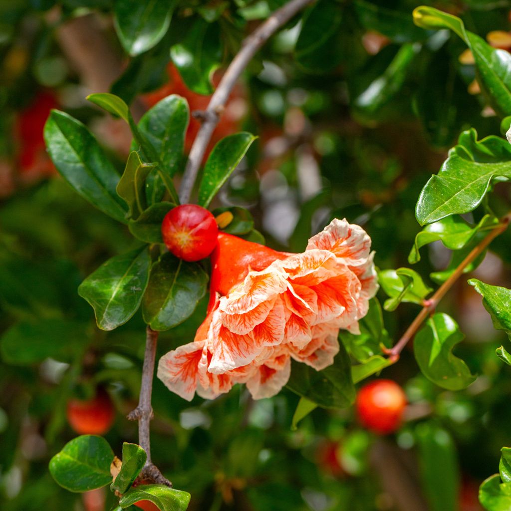 Punica granatum California Sunset - Granatapfelbaum