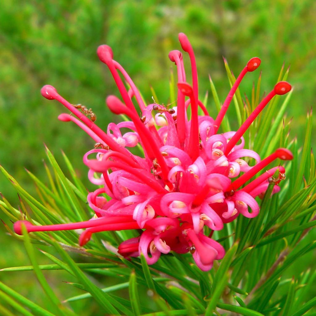 Grevillea juniperina Camberra Gem - Grévilléa à feuilles de genévrier