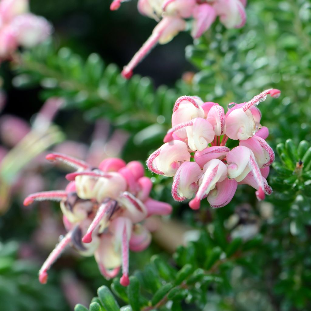 Grevillea lanigera Tamboritha - Australische Silbereiche