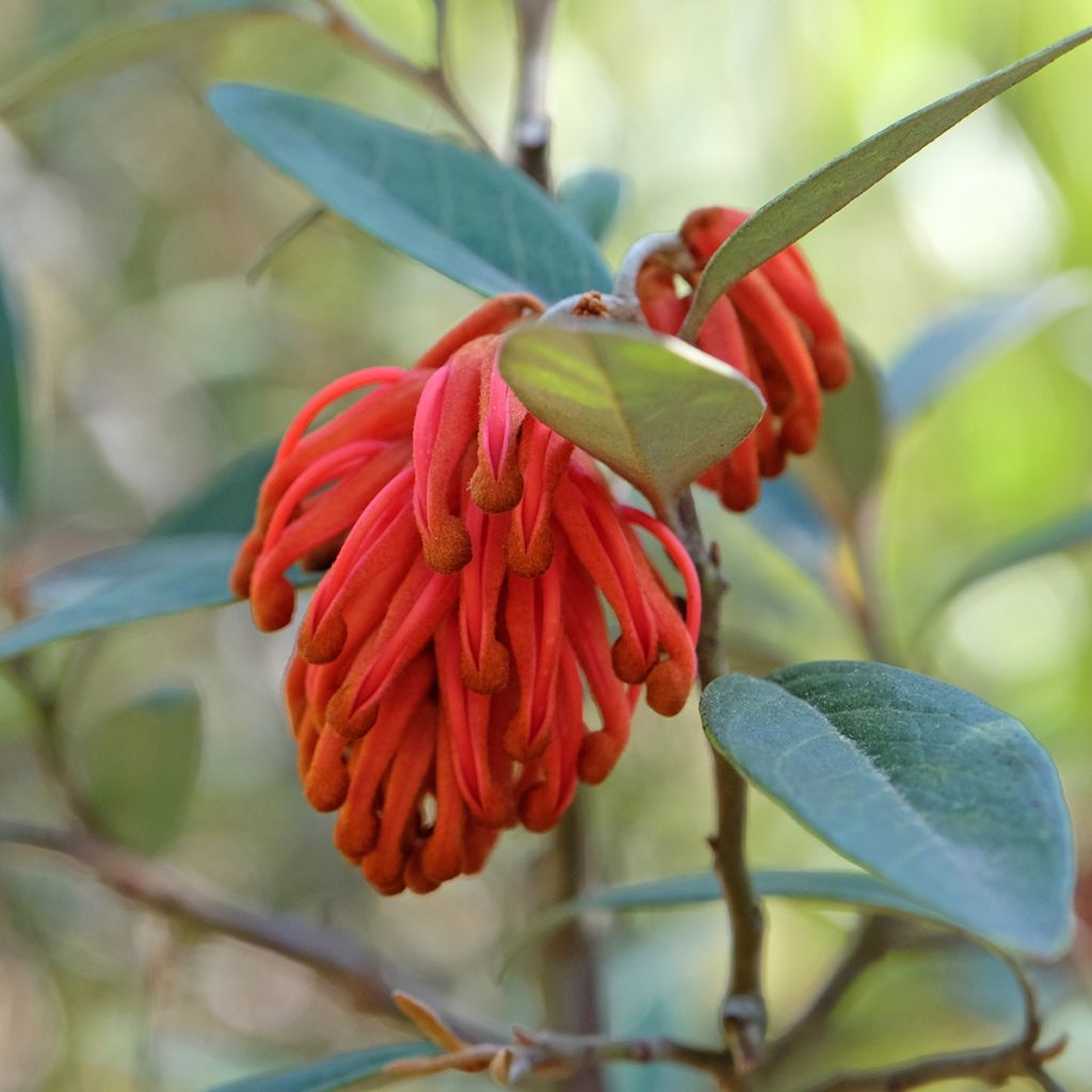 Grevillea victoriae - Silbereiche