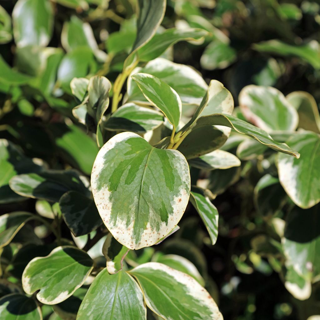 Griseline Bantry Bay - Griselinia littoralis