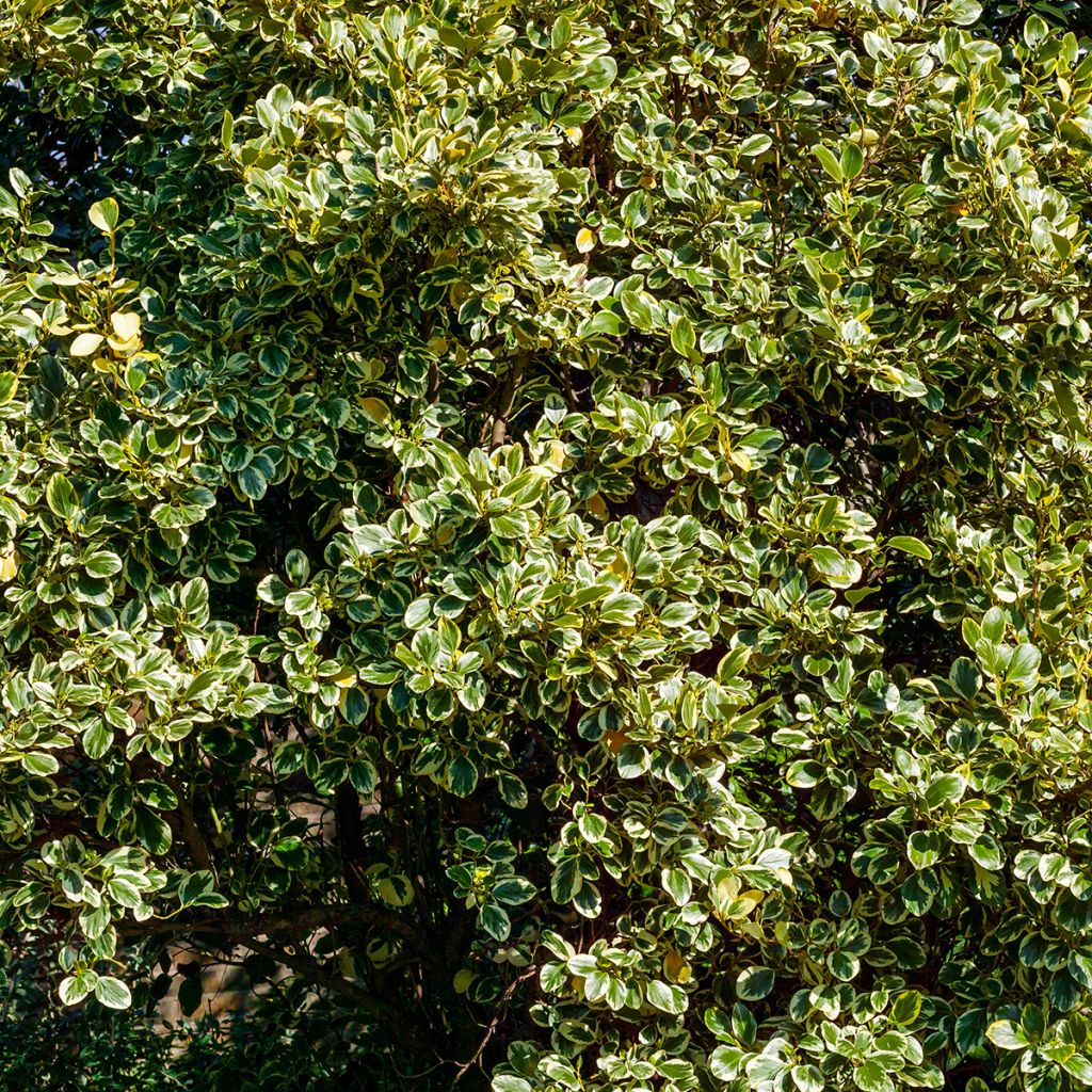Griseline Green Jewel - Griselinia littoralis