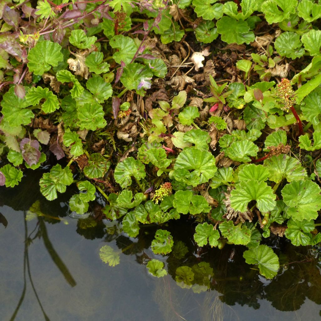 Gunnera magellanica - Riesenrhabarber