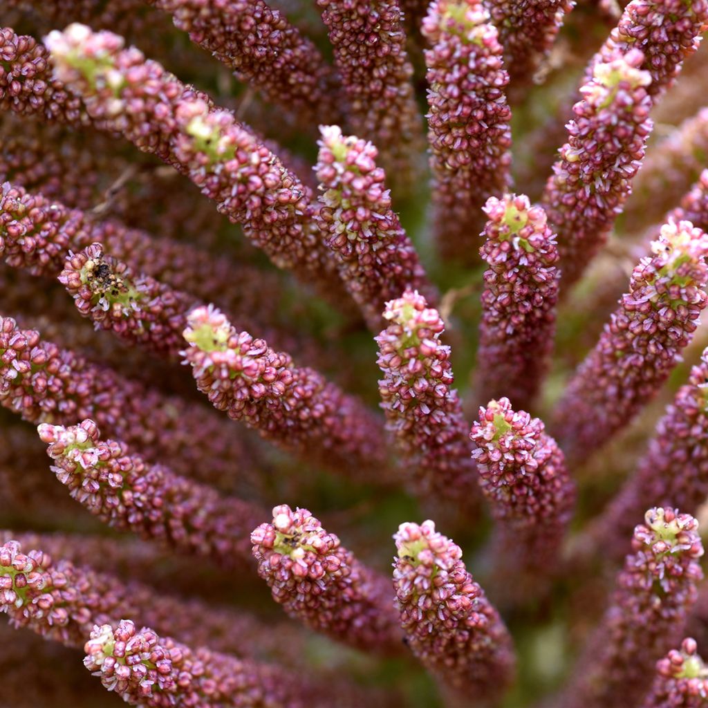 Gunnera manicata - Riesenrhabarber