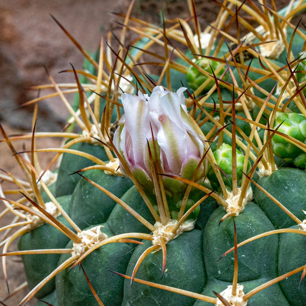 Kaktus - Gymnocalycium baldianum