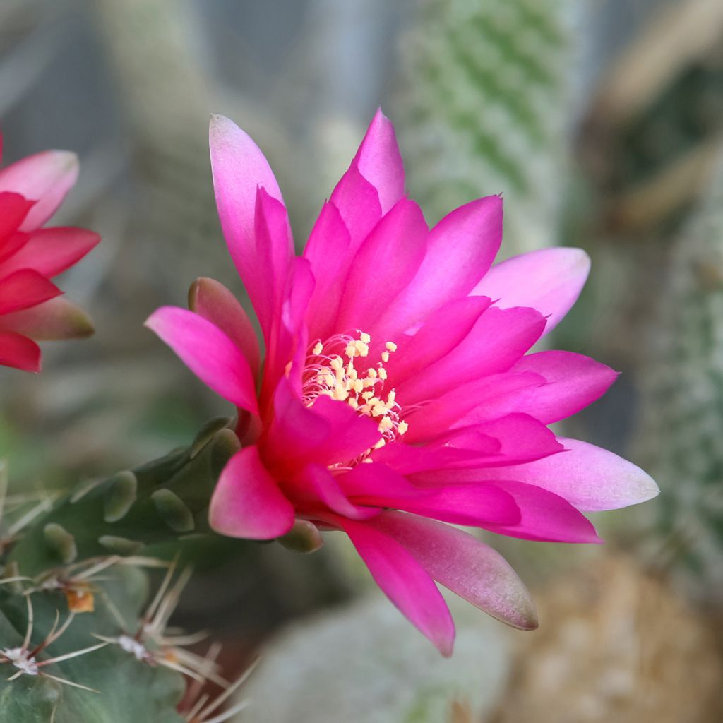 Kaktus - Gymnocalycium baldianum
