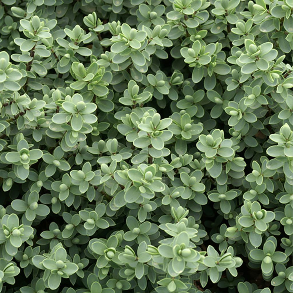 Hebe carnulosa - Strauchveronika