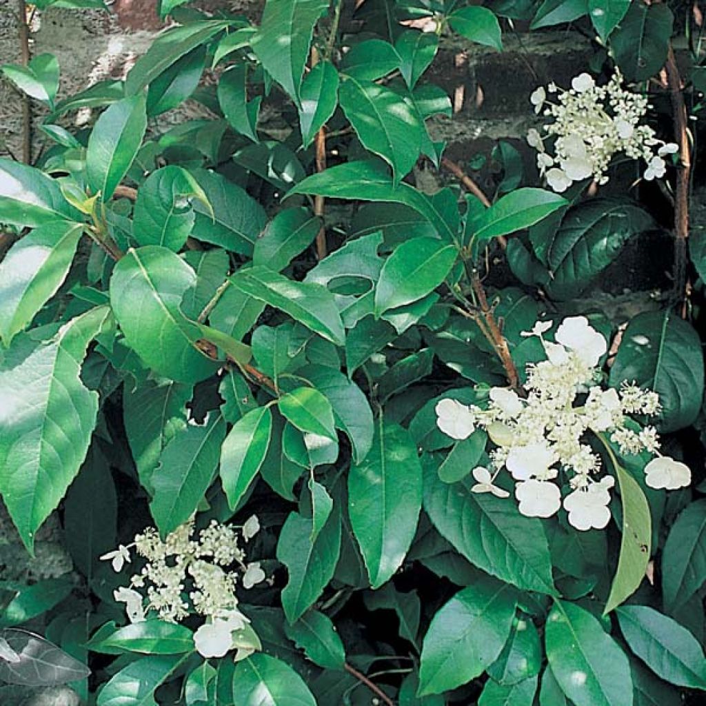Hydrangea seemanii