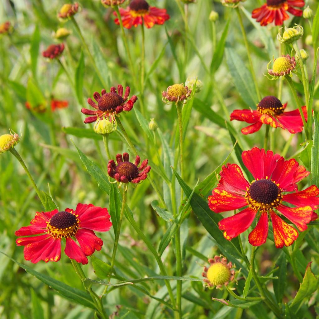 Sonnenbraut Rubinzwerg - Helenium