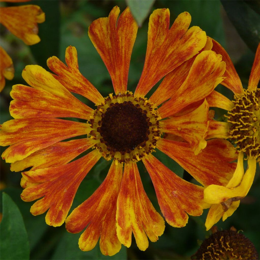 Sonnenbraut Waltraut - Helenium